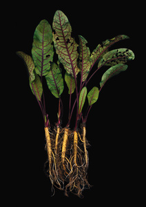 Anne Mason-Hoerter - Herbarium | LensCulture