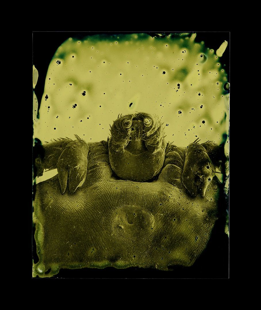 Parasites