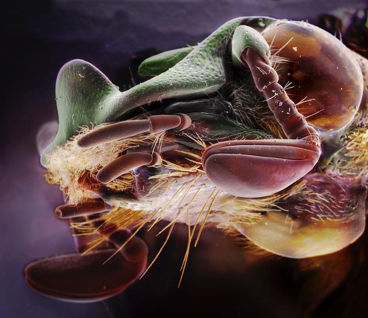 Suburban Symbiosis: Insectum Domesticus
